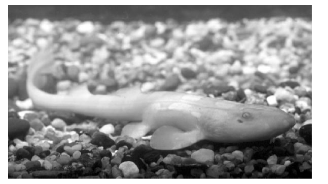 taxo4254 Whitespotted Bamboo Shark